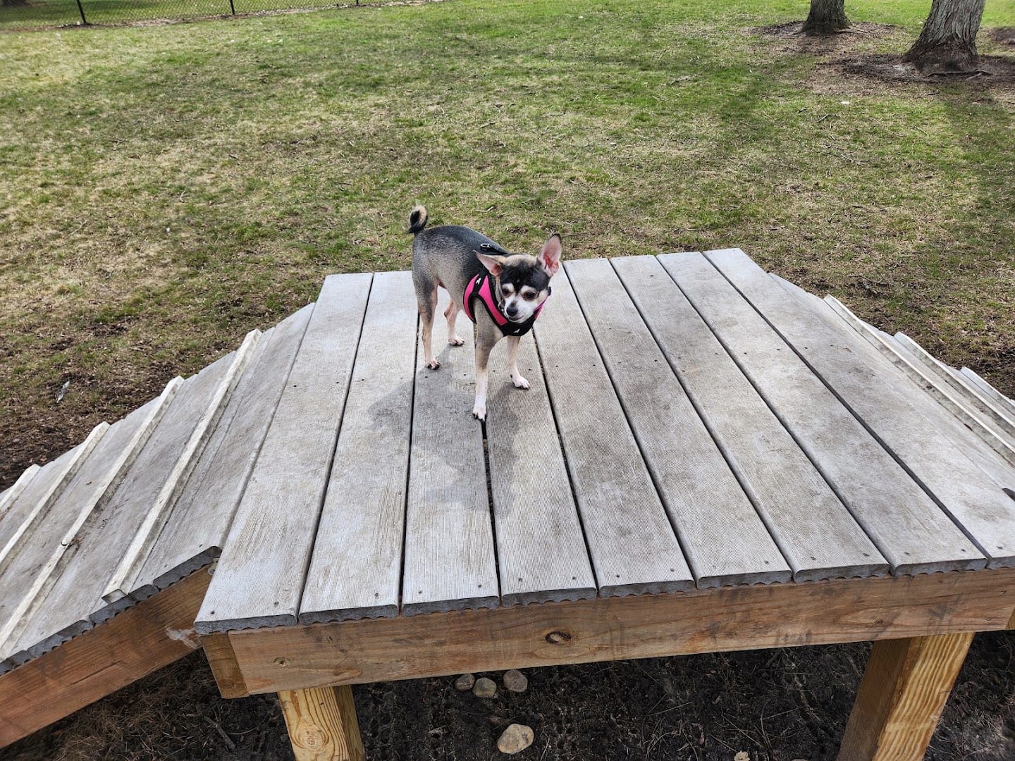 Springfield Dog Park, photo 2