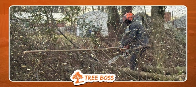 Tree Boss, photo 4