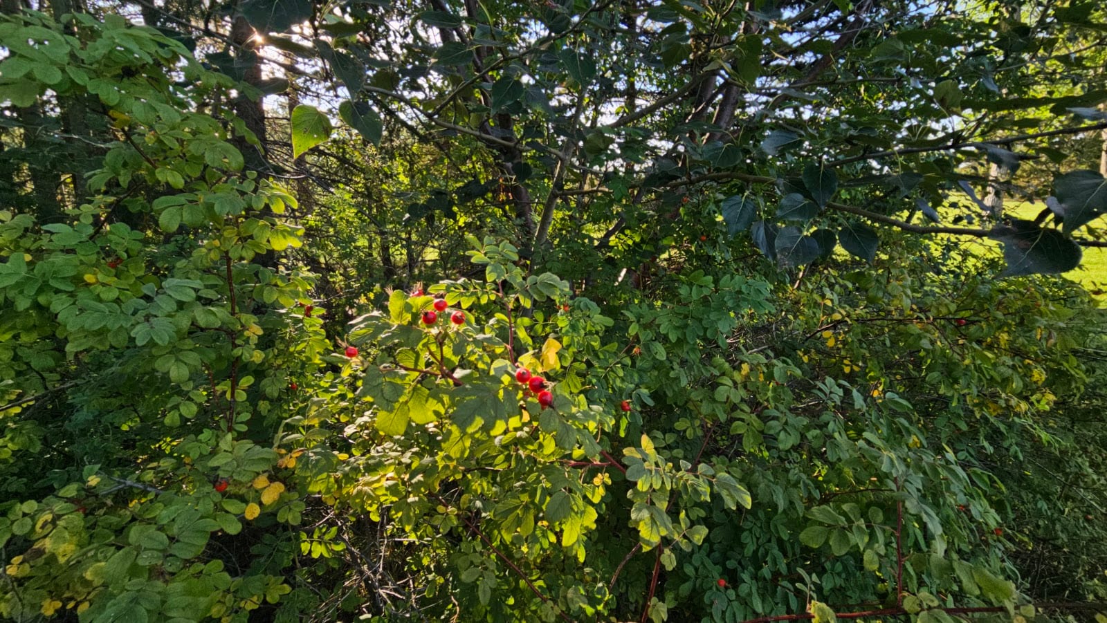 Greengrove Park