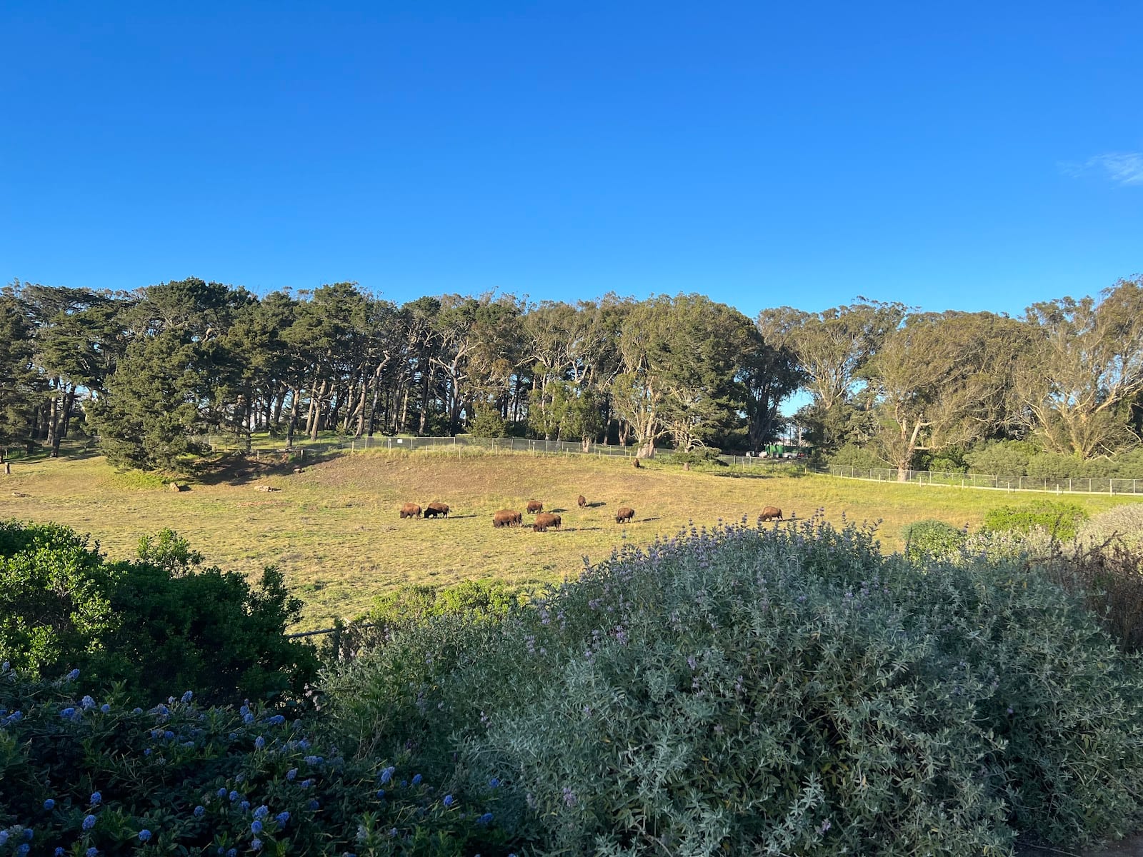 Bison Paddock, photo 3