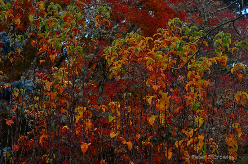 Photographic Art
