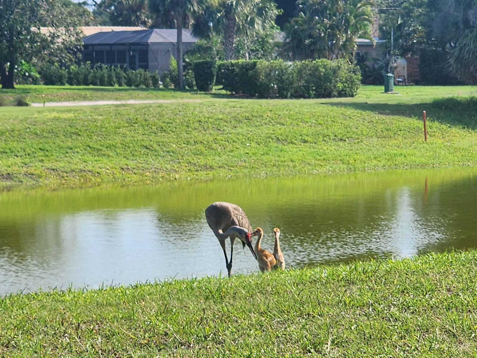 The Palms Golf Club at Forest Lakes, photo 2
