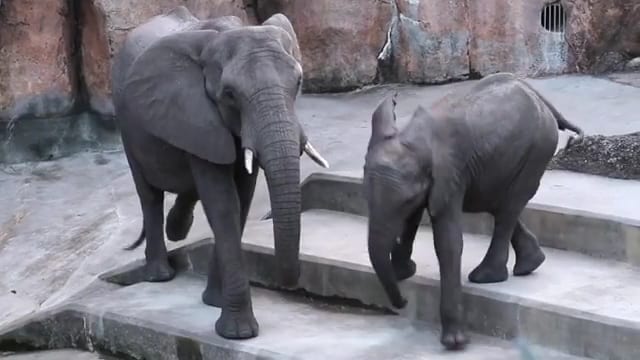 ZooTampa at Lowry Park, photo 3