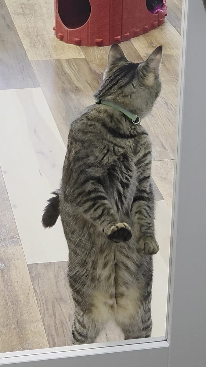 Pawsific NorthWest Cat Cafe, photo 2
