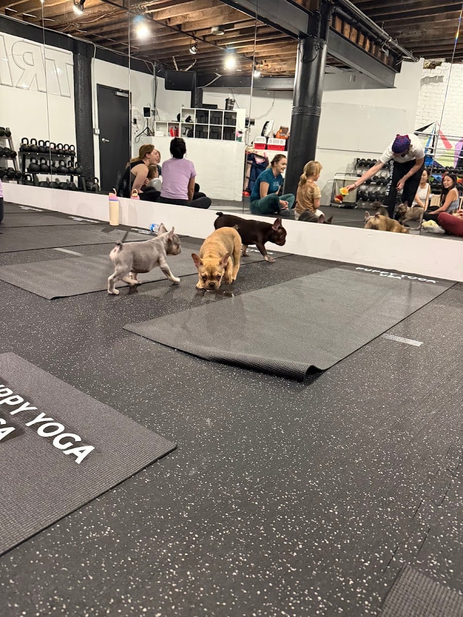 Puppy Yoga San Francisco - Financial District (Puppy Yoga USA)