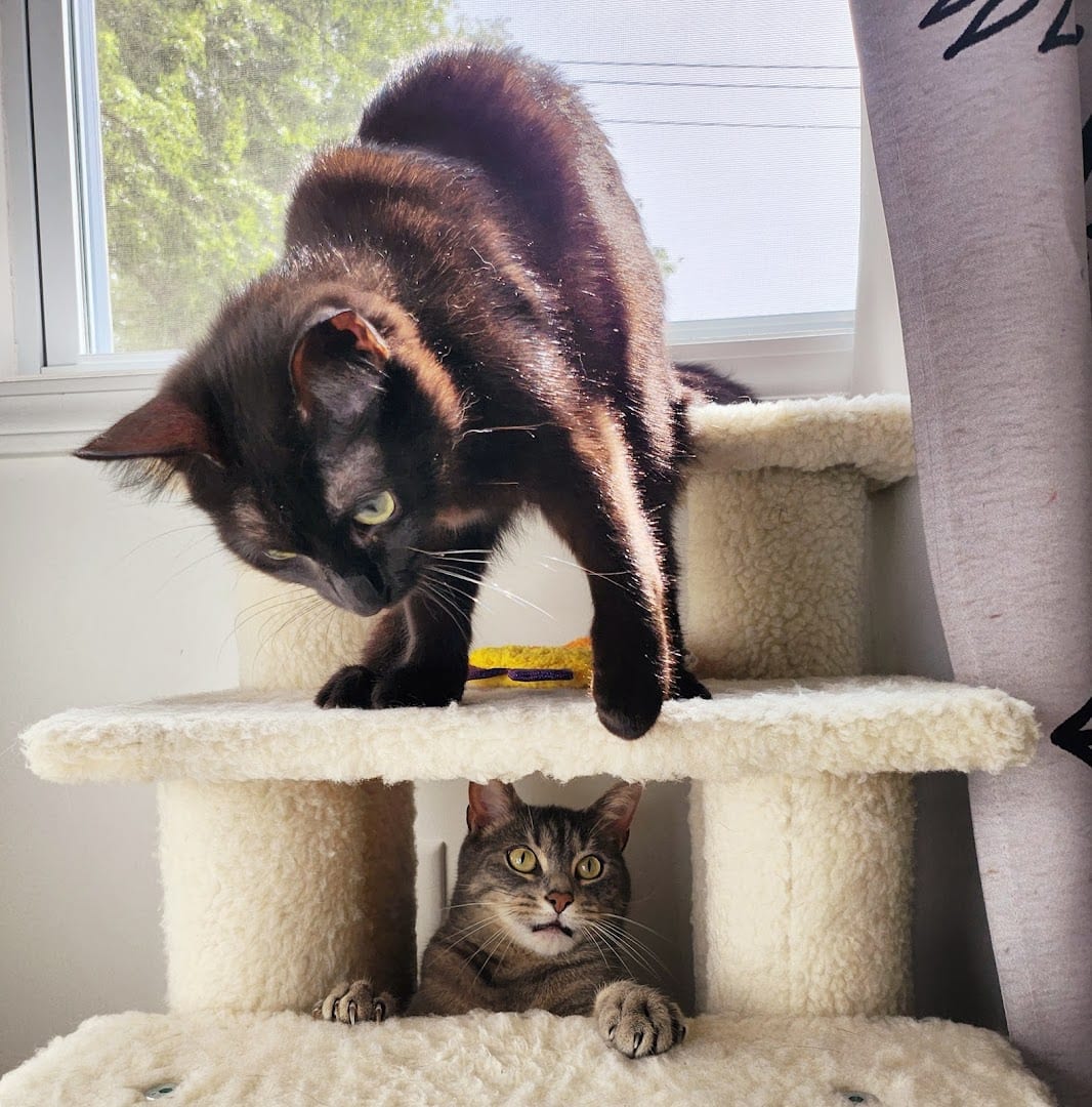 Humane Society of South Central Michigan, photo 2