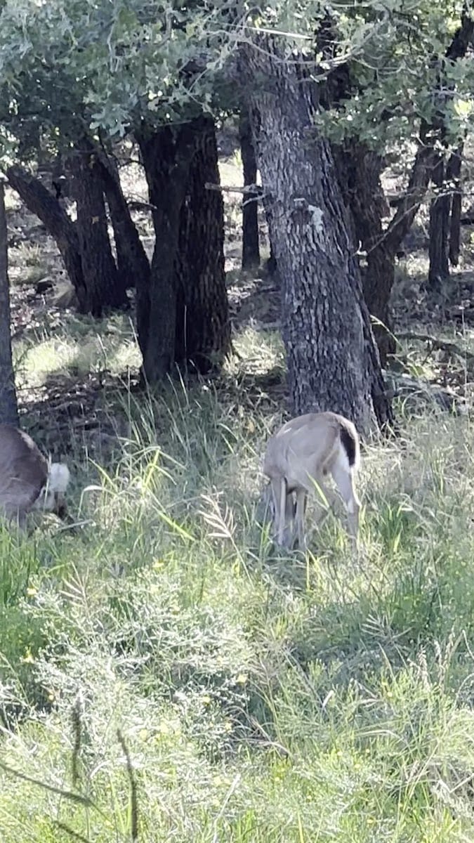 Randy Bell Scenic Trail, photo 2