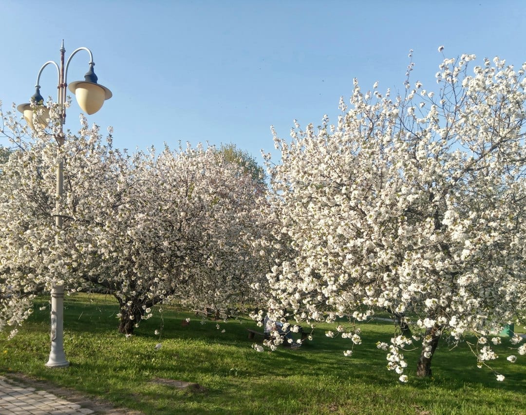 Cherry Blossom Traverse City Michigan