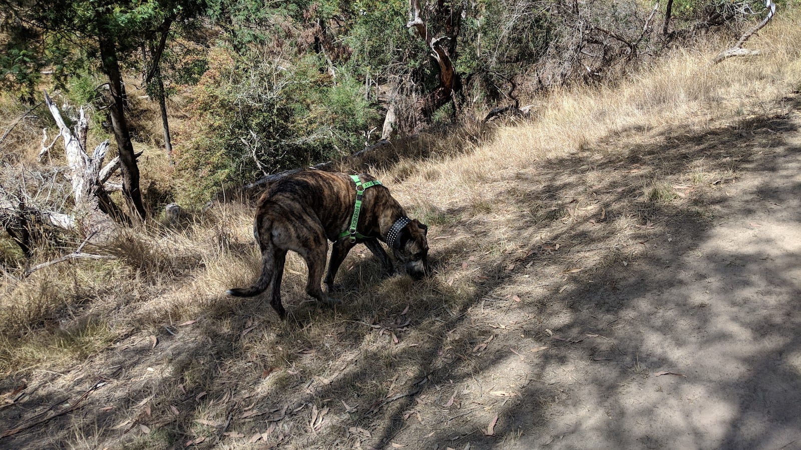 Community Forest Fenced Dog Park