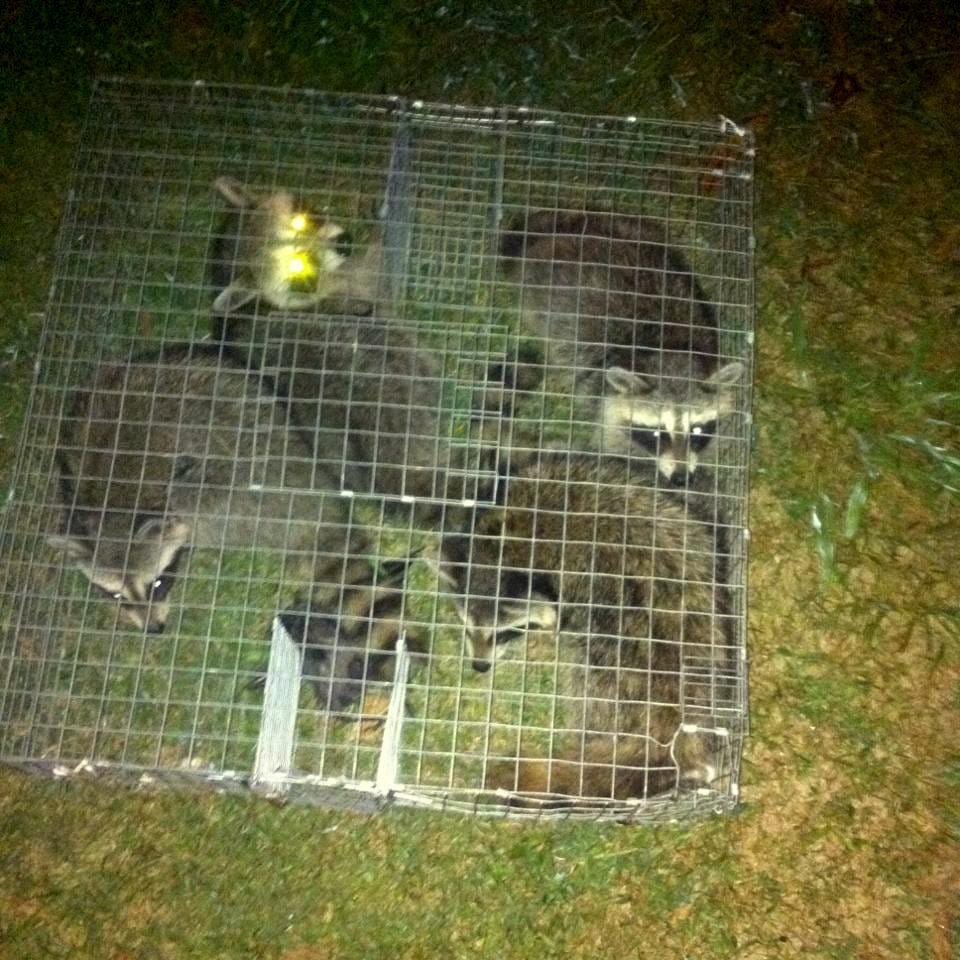 Saratoga County Wildlife Removal, photo 3