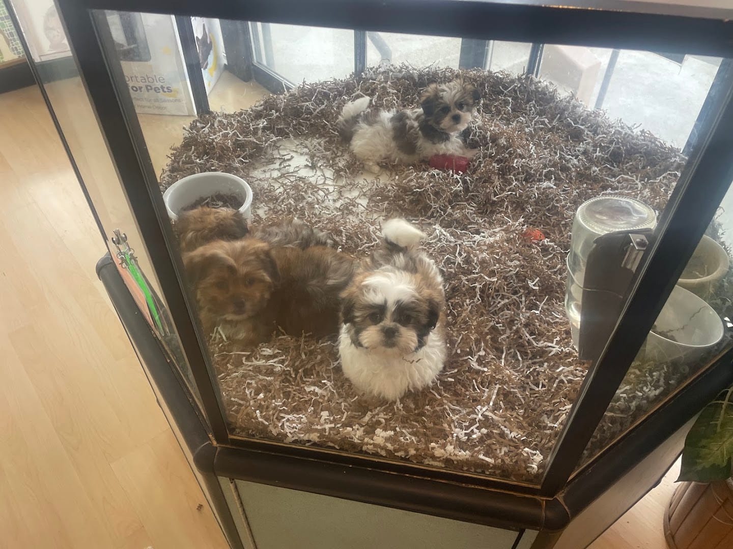 Perfect Pets, photo 4