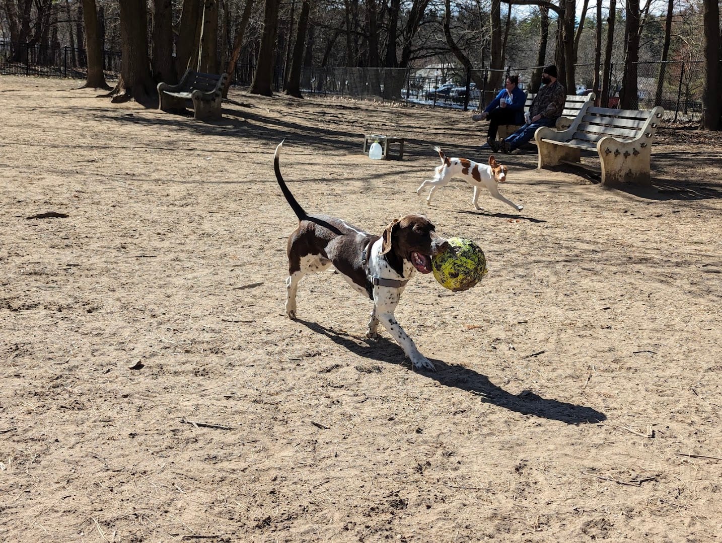 Saratoga Springs Dog Park, photo 4