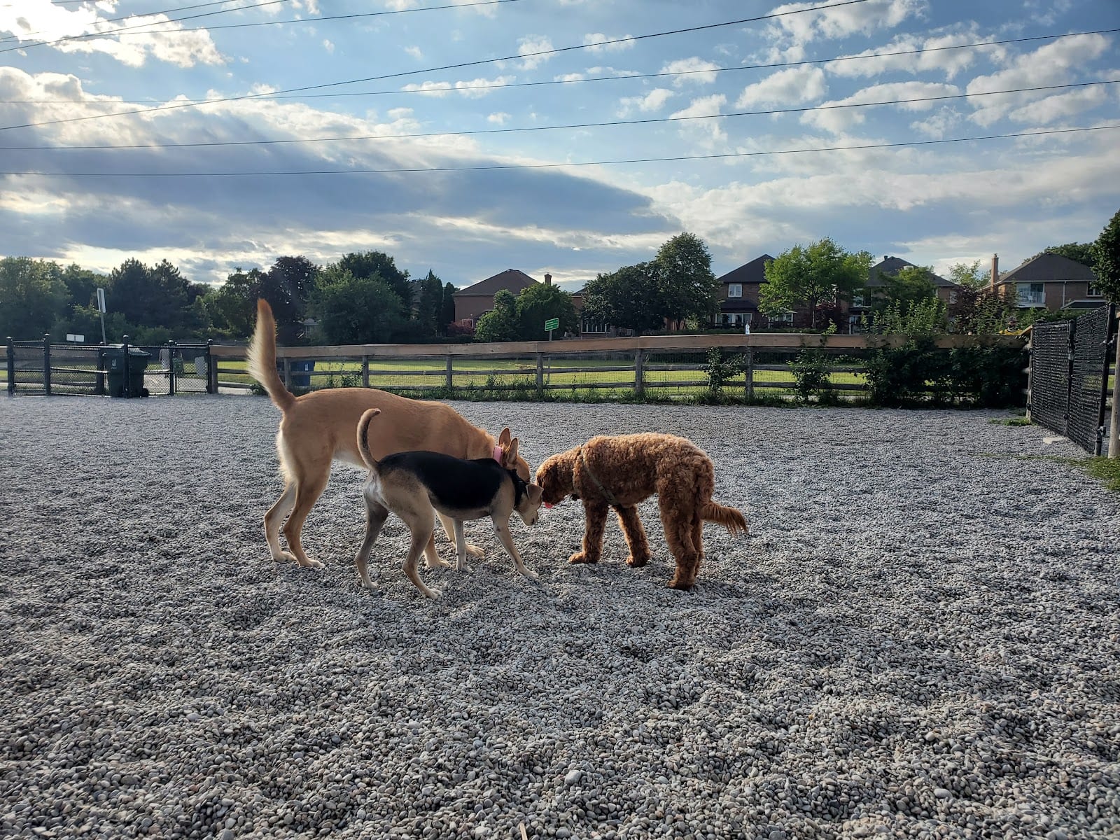 Willowdale Off-Leash Dog Park