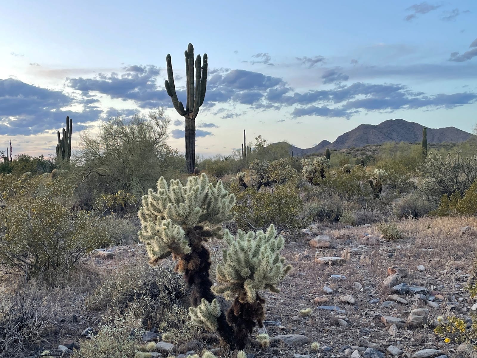 Bajada Nature Trail