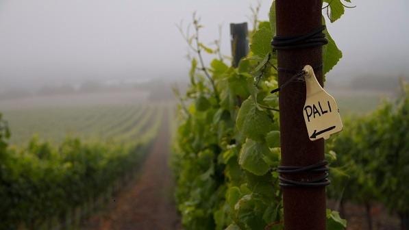 Pali Wine Co., photo 2