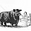 Black Angus