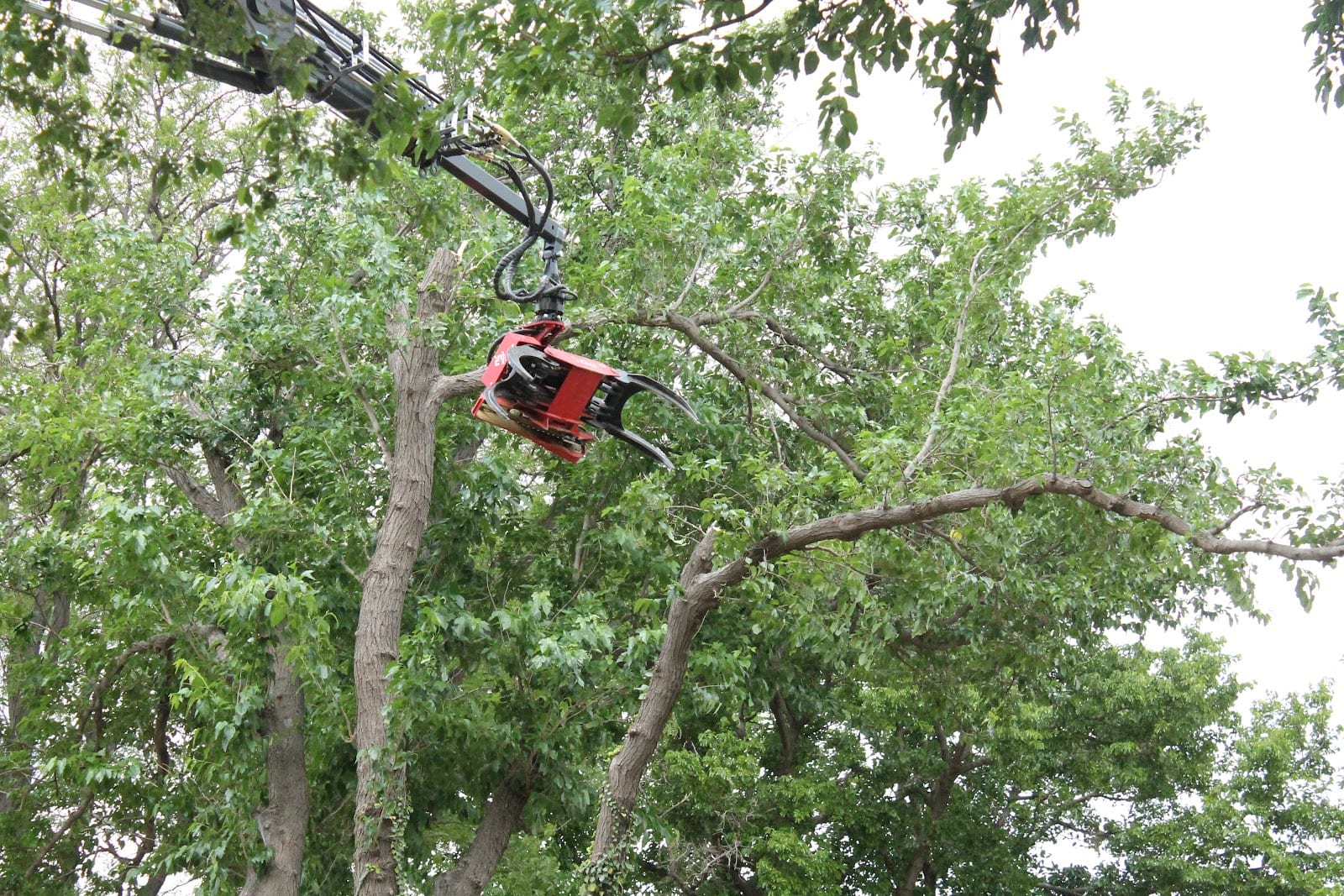Arborlogical - SavATree, photo 2