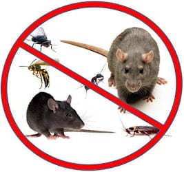 Pest control Florida 24, photo 4