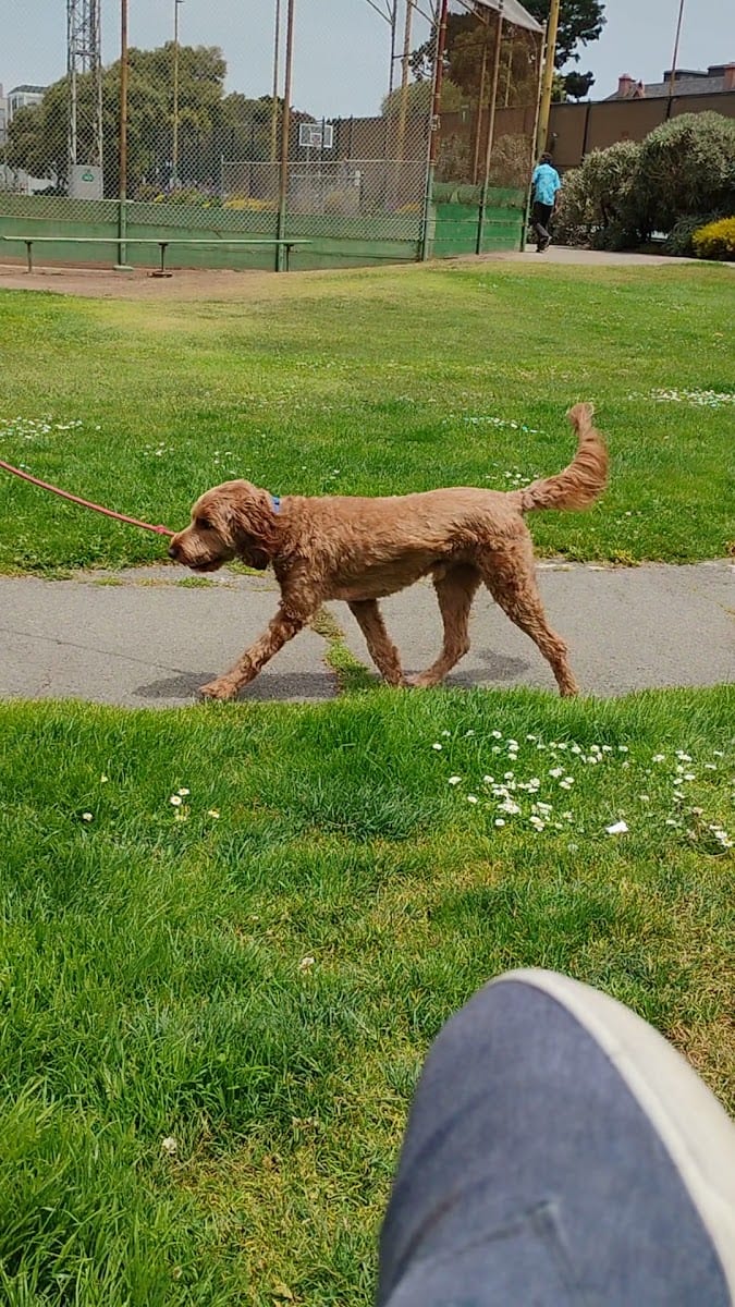 Dog Park | Moscone Park, photo 2