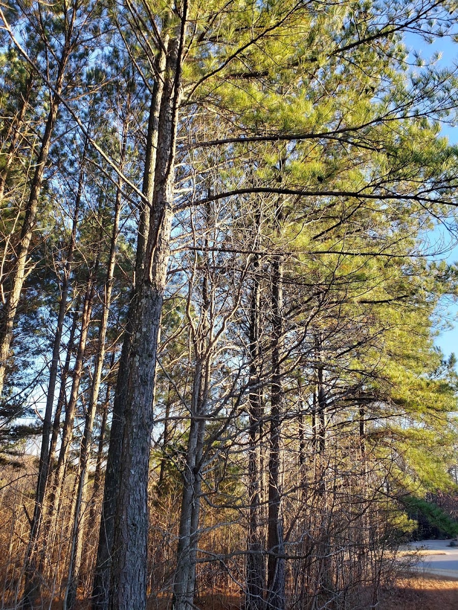 Mill Creek Greenway, photo 4
