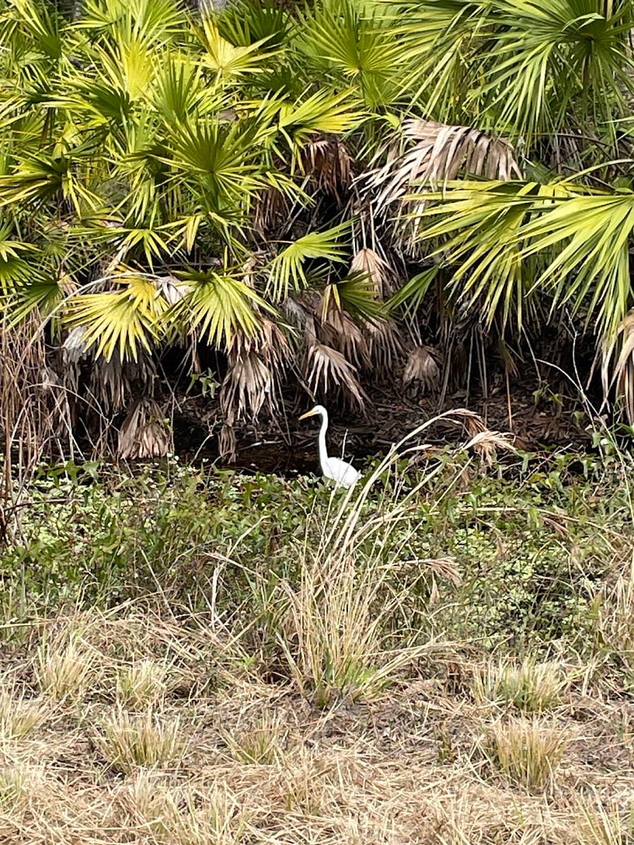 Myakka River State Park Powerline Road Trailhead