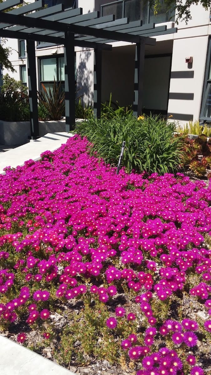 Mission Bay Landscaping Corporation, photo 4