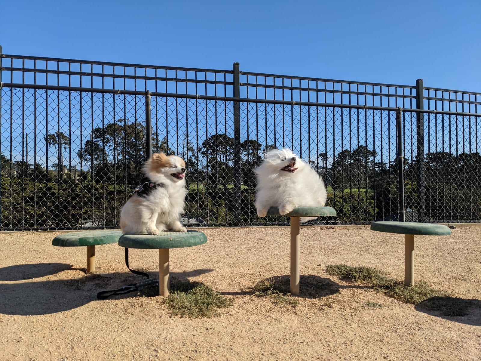 Dog Agility Park, photo 2