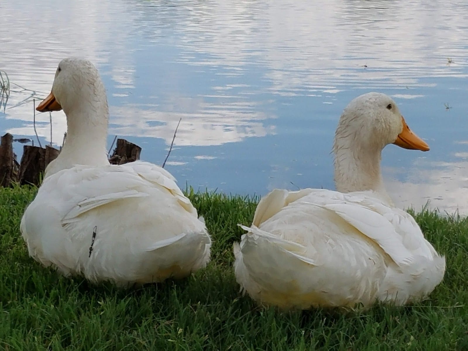 Jack Stevens Park, photo 3