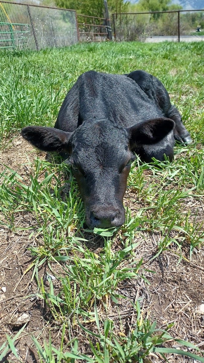 The Grass is Greener LLC, photo 3