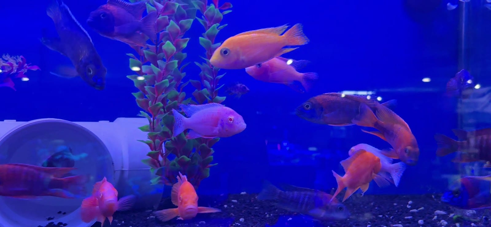 Aquatic Cove, photo 3