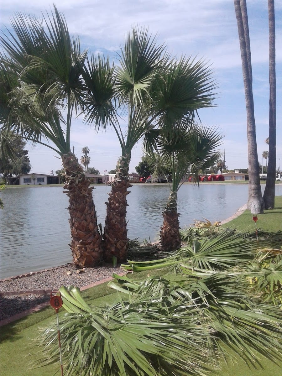 Pueblo Sereno Mobile Home Park, photo 3