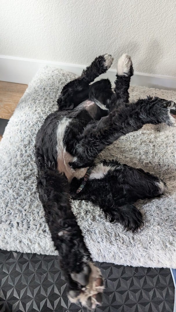 Petco Grooming, photo 2