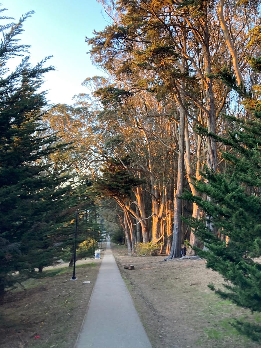 Lovers’ Lane at the Presidio, photo 3