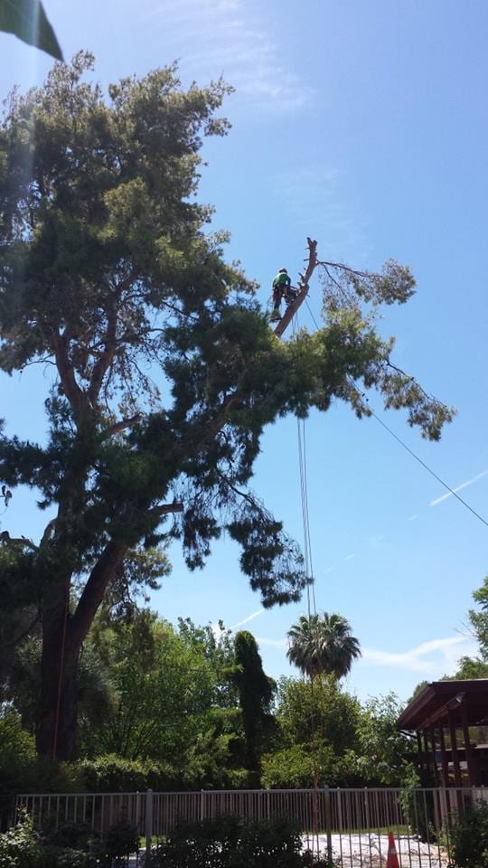 Ascending Tree Care