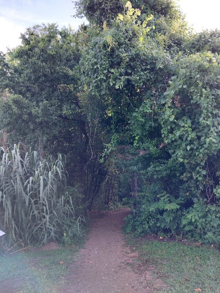Urban Forest, photo 2