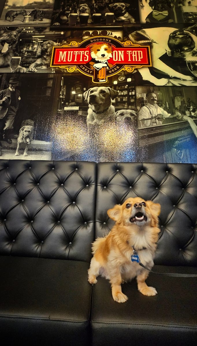 Mutts on Tap, photo 2