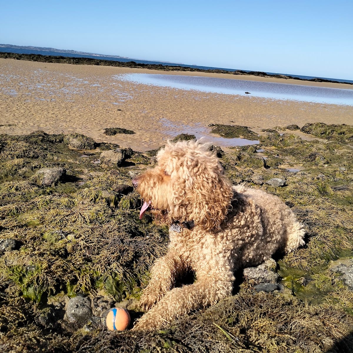 Somers Beach Dog Off Leash East Area, photo 3