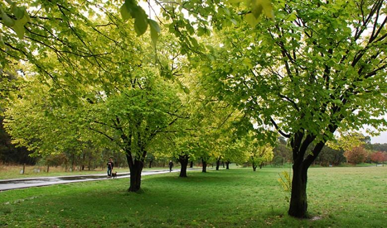 Anderson Park
