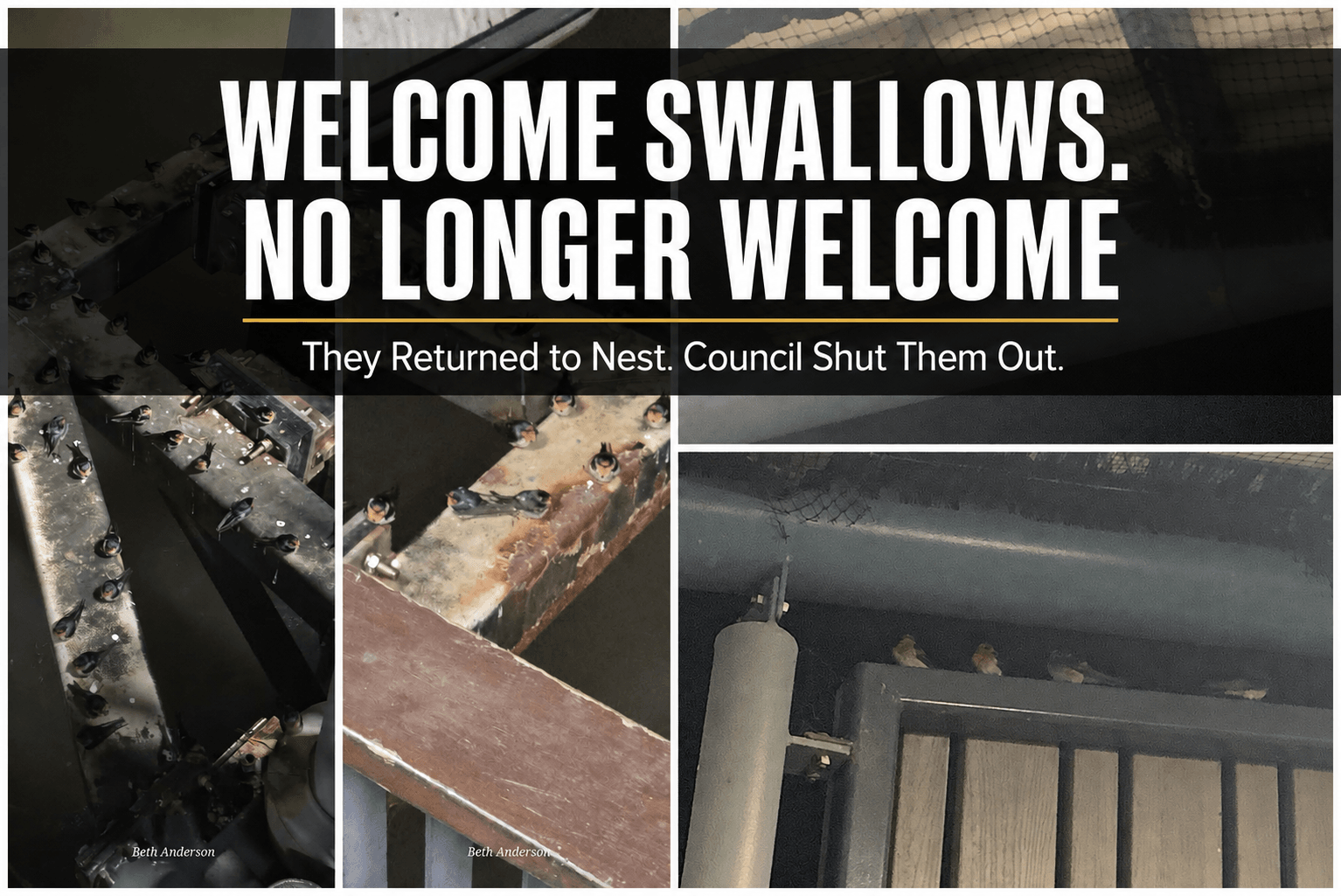 Welcome Swallows No Longer Welcome! 