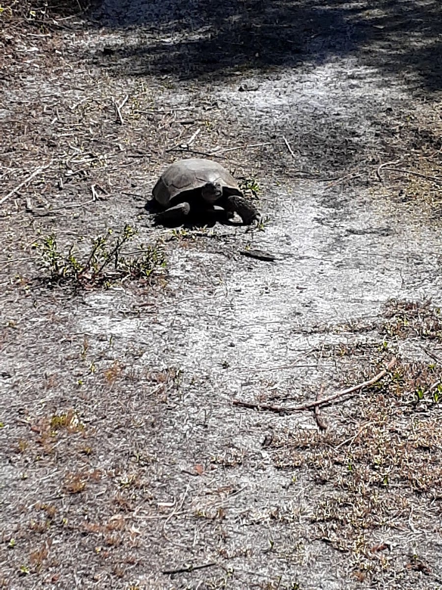 South Venice Lemon Bay Preserve, photo 2