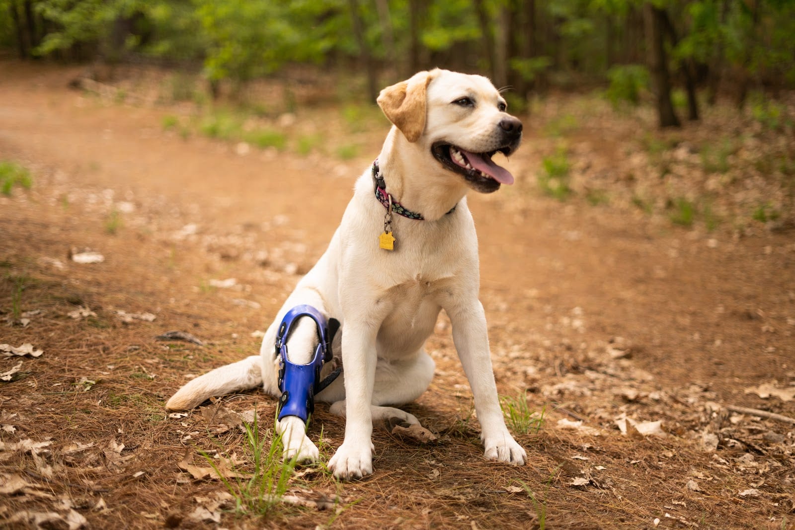 Pet Ortho Braces, photo 4