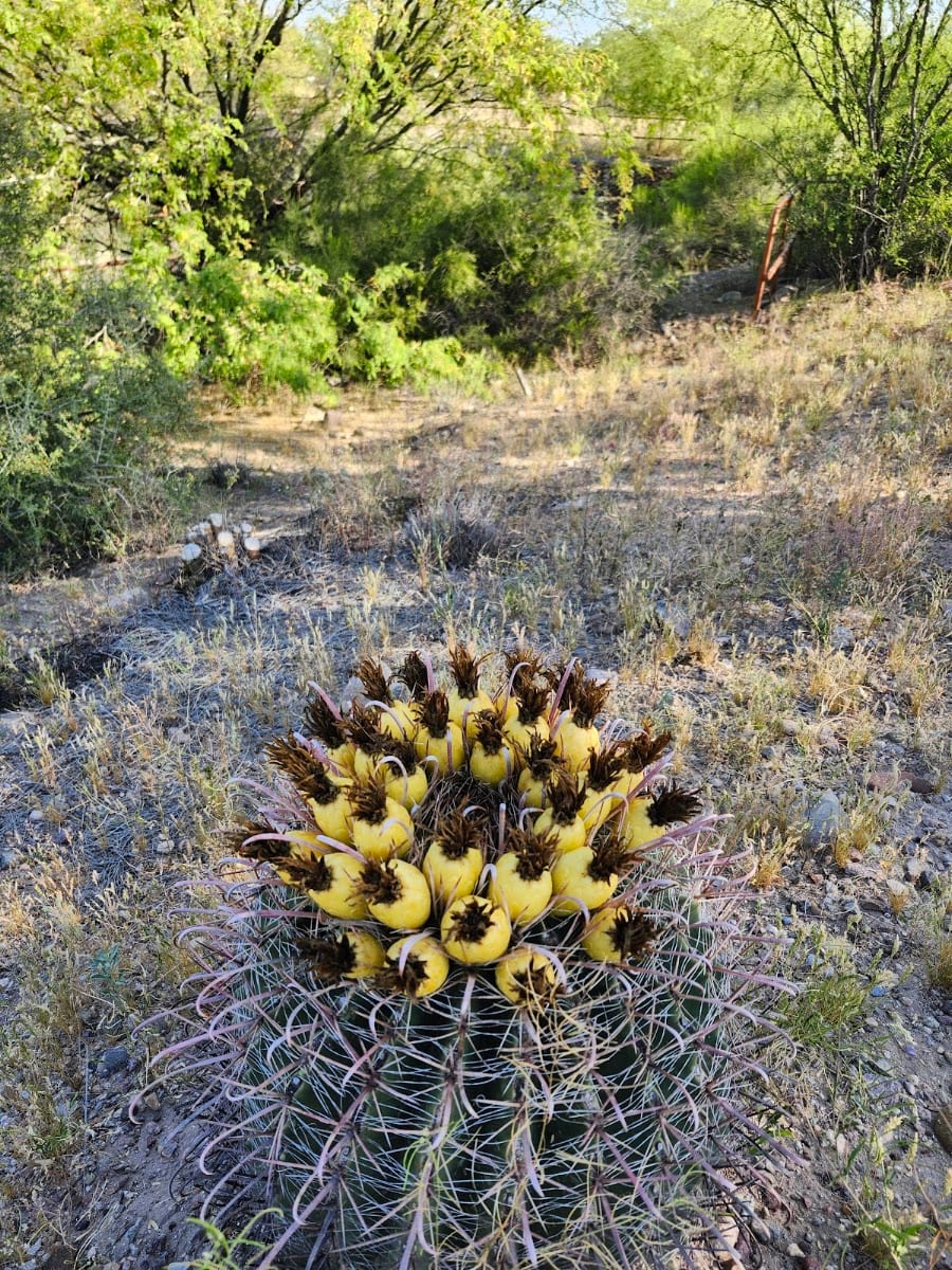 Santa Cruz River Park Silverlake Access