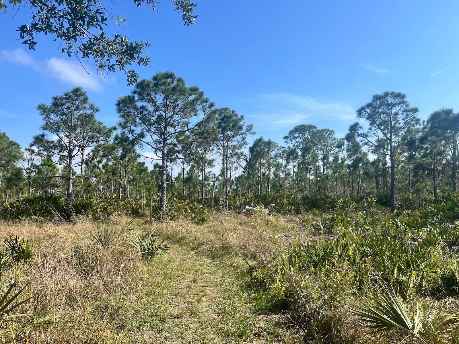 Charlotte harbor preserve catfish creek trailhead