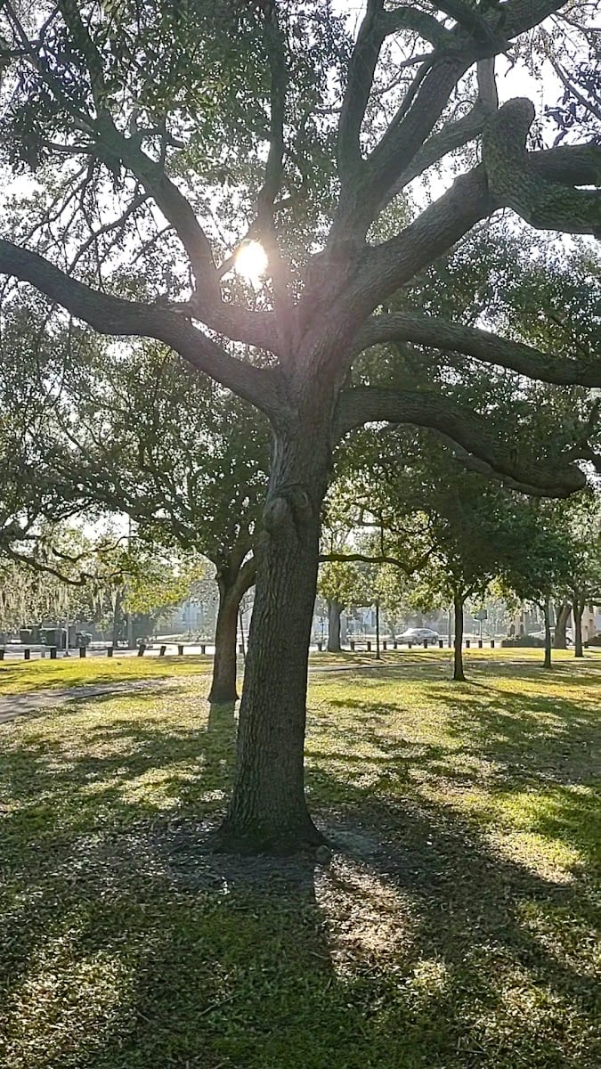 Macfarlane Park, photo 2