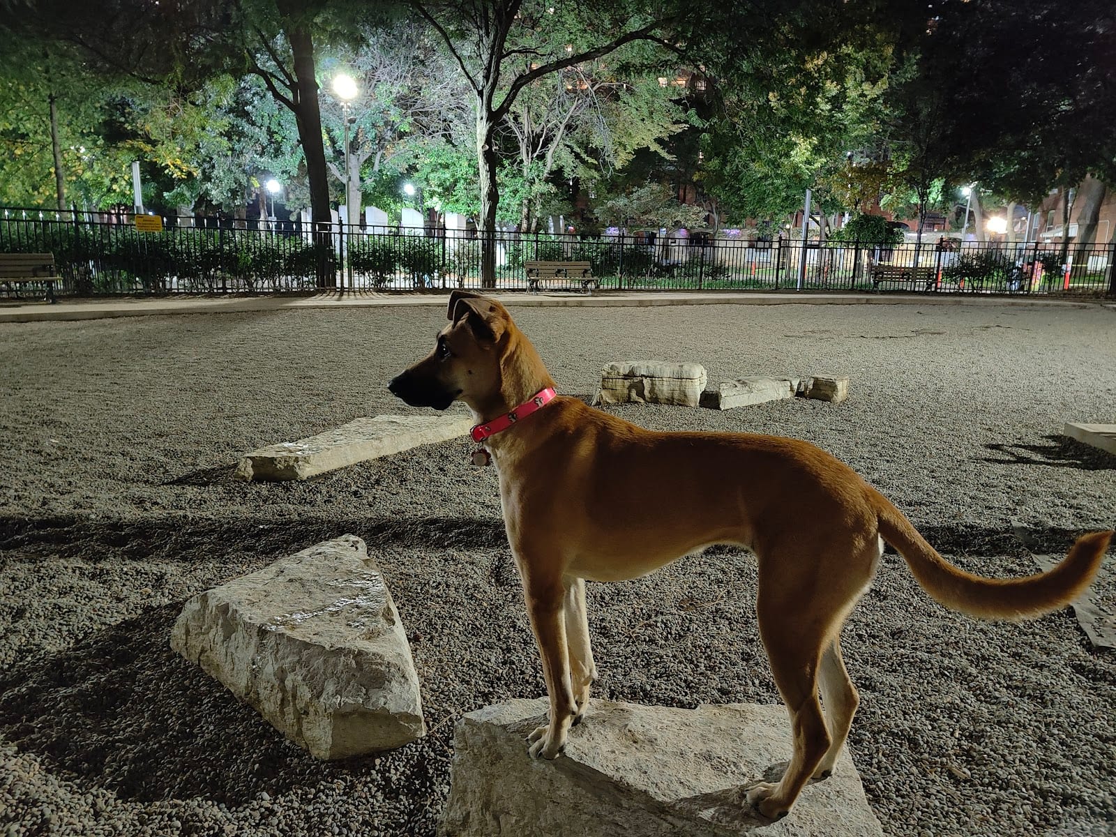 Barbara Hall Dog Park, photo 2