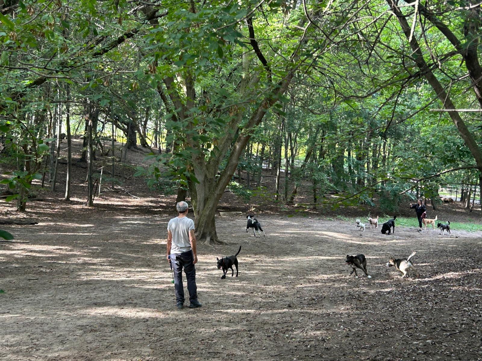 Dog Hill