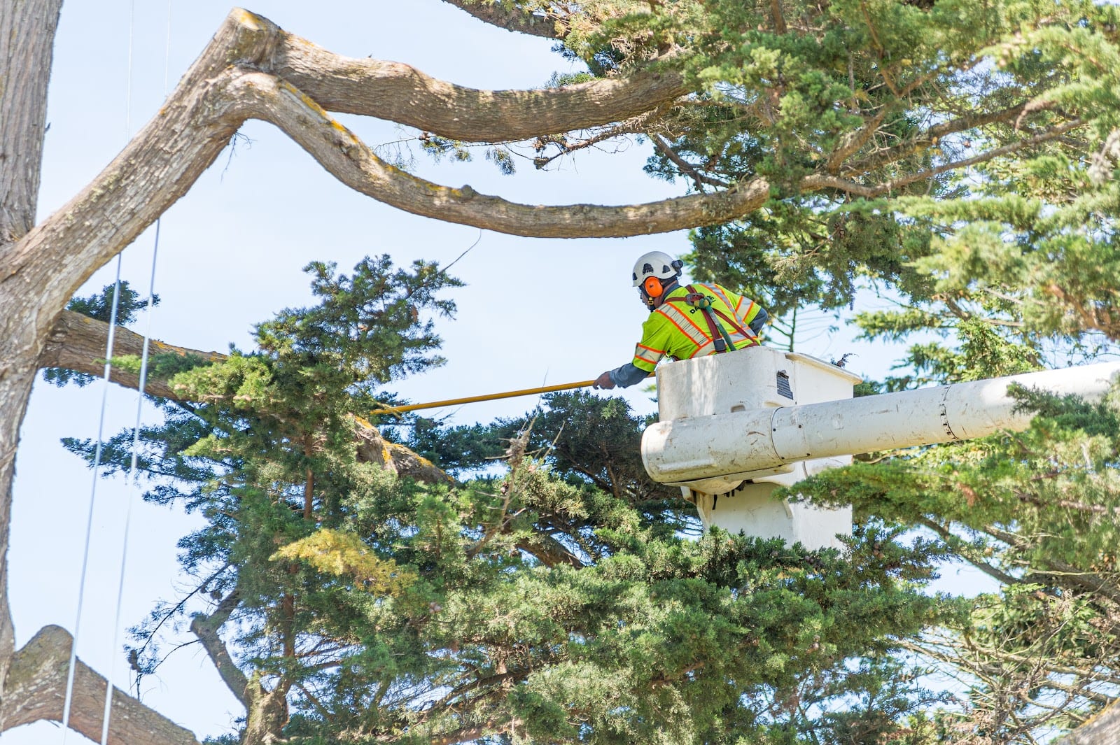 The Davey Tree Expert Company, photo 4