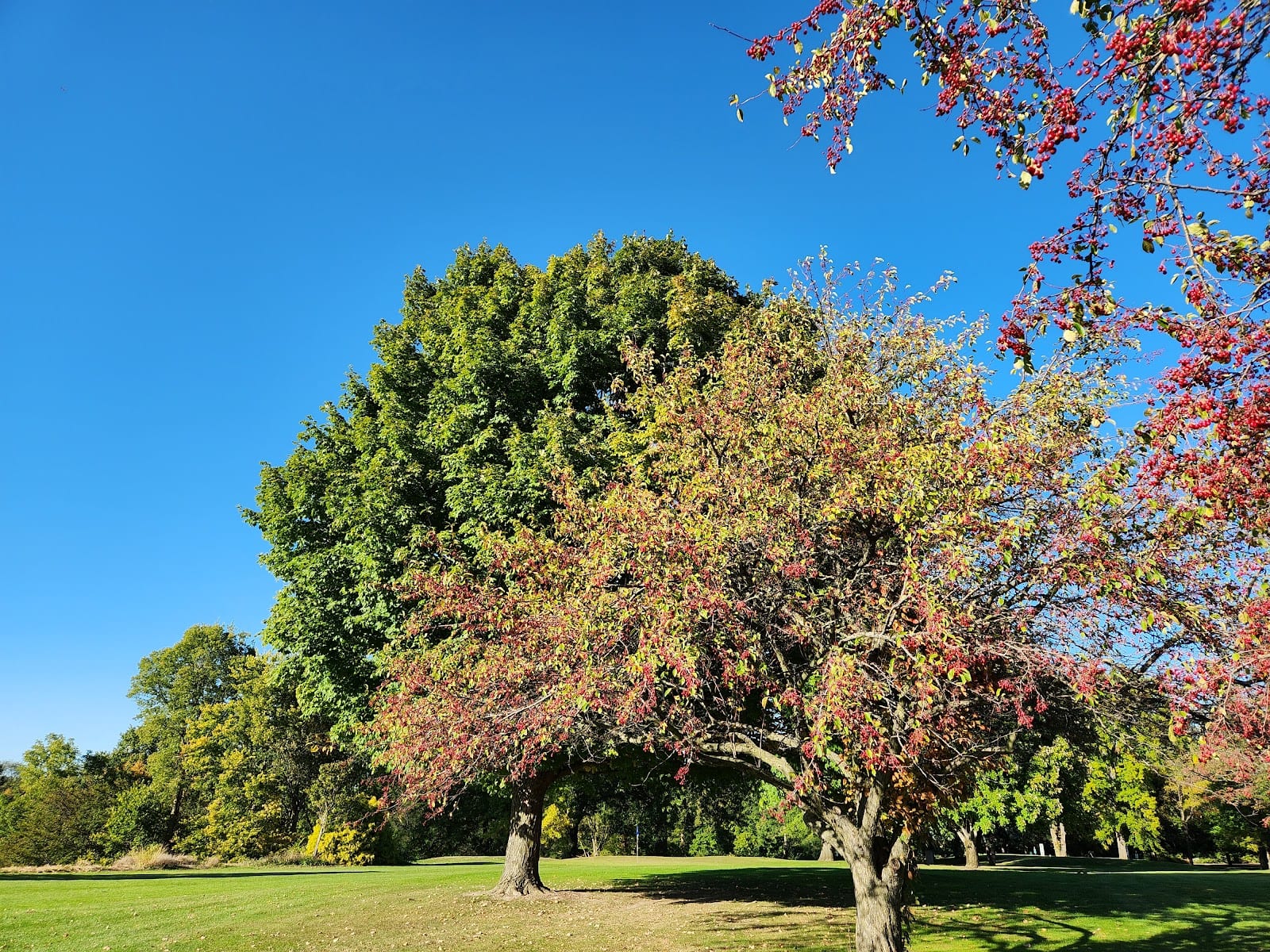Shoaff Park Golf Course, photo 4