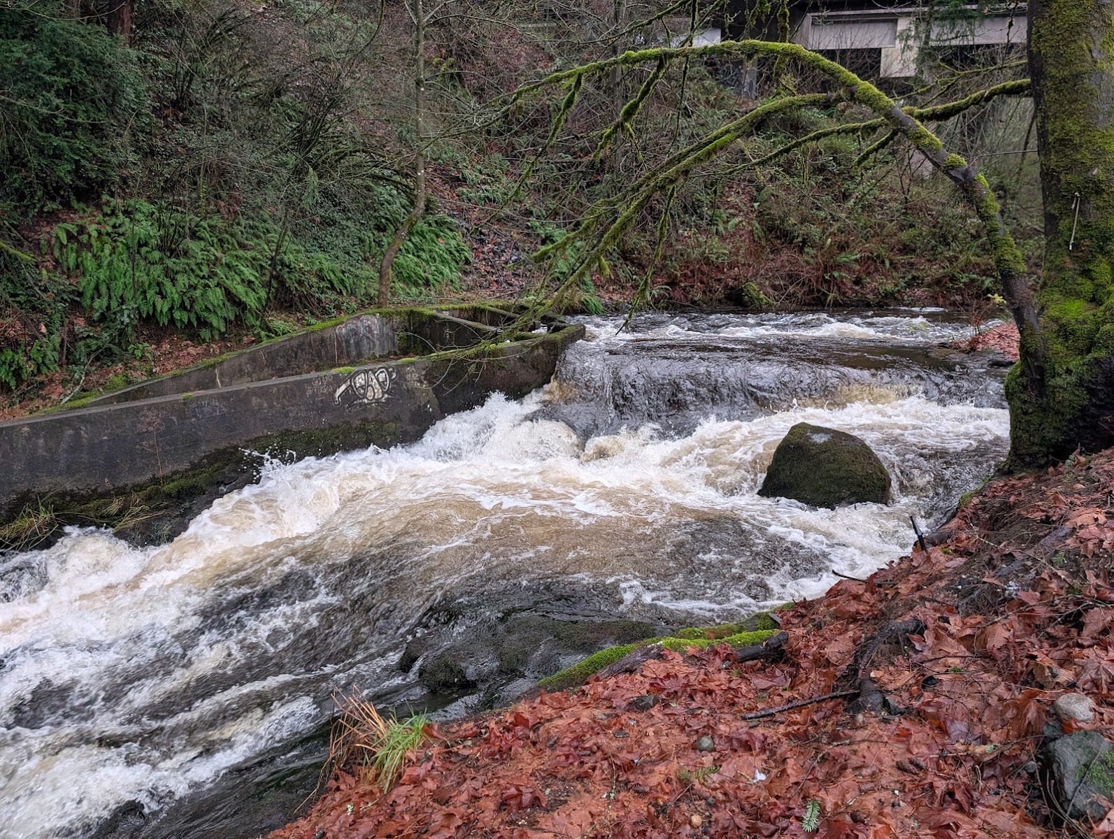 Percival Creek Falls