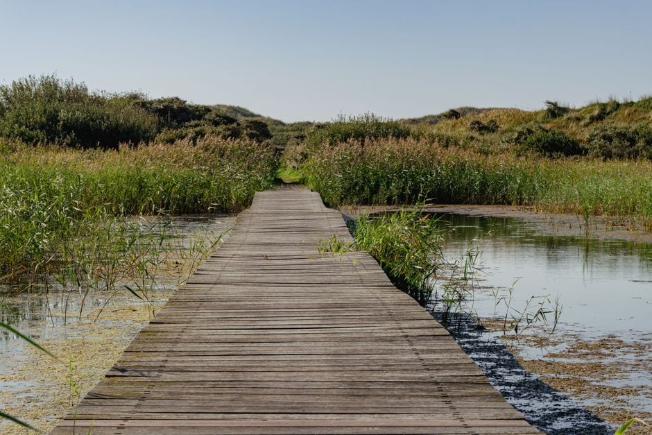 Nature path illustrating a local walk